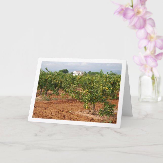 Mandarin Orchard, Llira, Spanish Town, Valencia Card (Orchid)