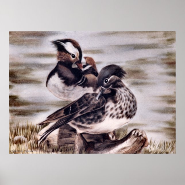 Mandarin Pair Poster (Front)