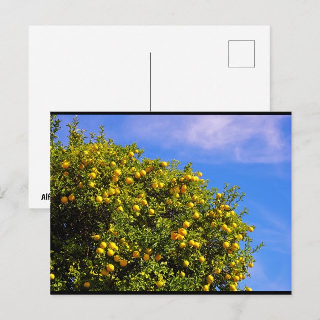 Mandarin Tree under Blue Sky Postcard (Front/Back)