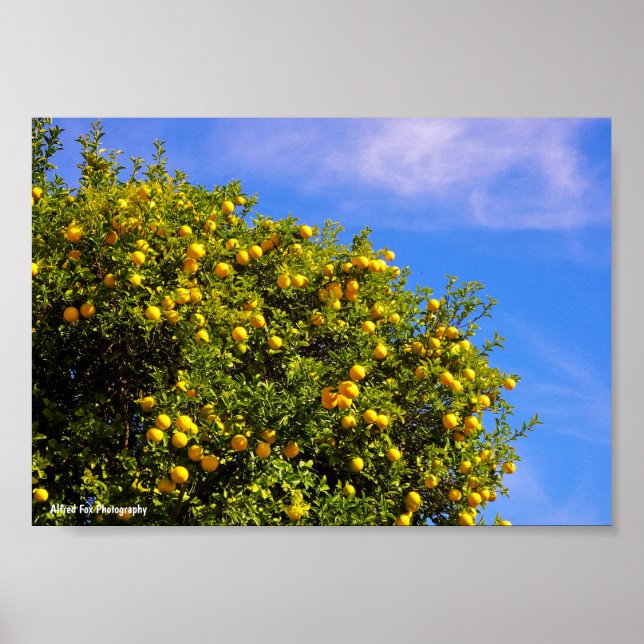 Mandarin Tree under Blue Sky Poster (Front)