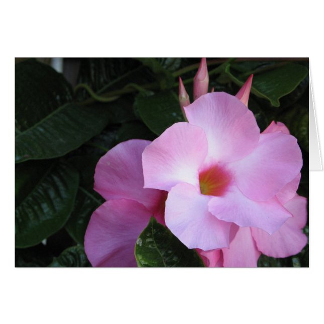 Mandevilla  (Front Horizontal)