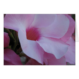 Mandevilla 2
