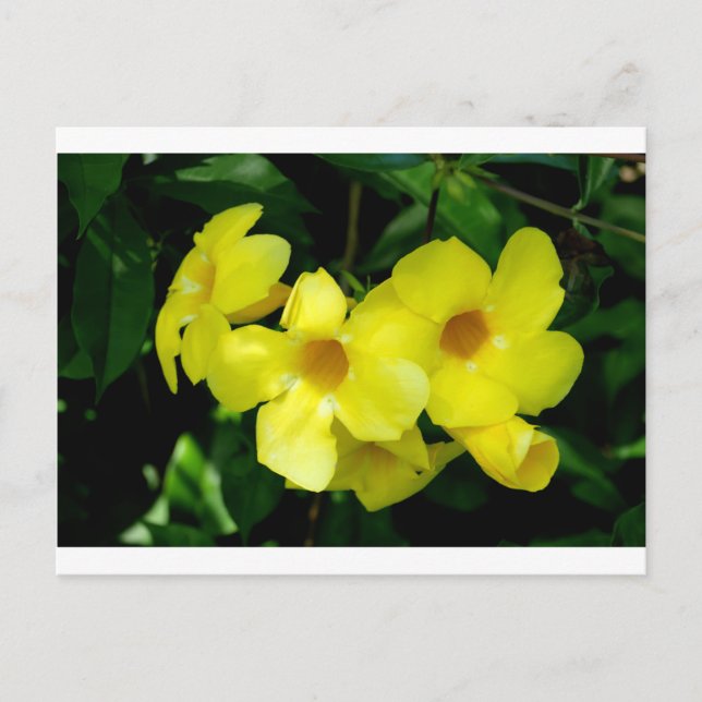 Mandevilla.JPG Postcard (Front)
