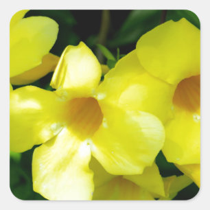 Mandevilla.JPG Square Sticker