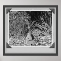 Mandolin Iris Garden Black And White Snapshot