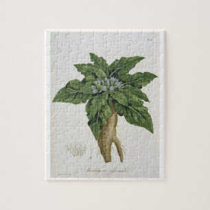 Mandragora Officinarum from 'Phytographie Medicale Jigsaw Puzzle