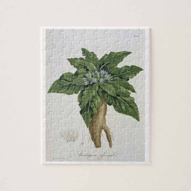 Mandragora Officinarum from 'Phytographie Medicale Jigsaw Puzzle (Vertical)