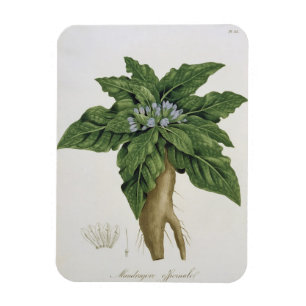 Mandragora Officinarum from 'Phytographie Medicale Magnet