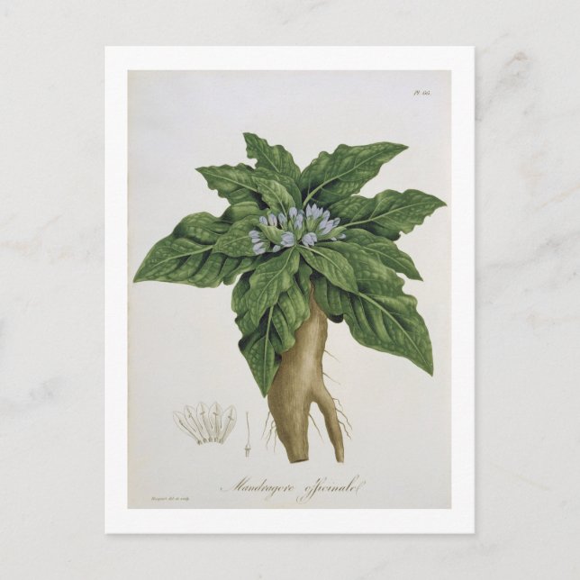 Mandragora Officinarum from 'Phytographie Medicale Postcard (Front)
