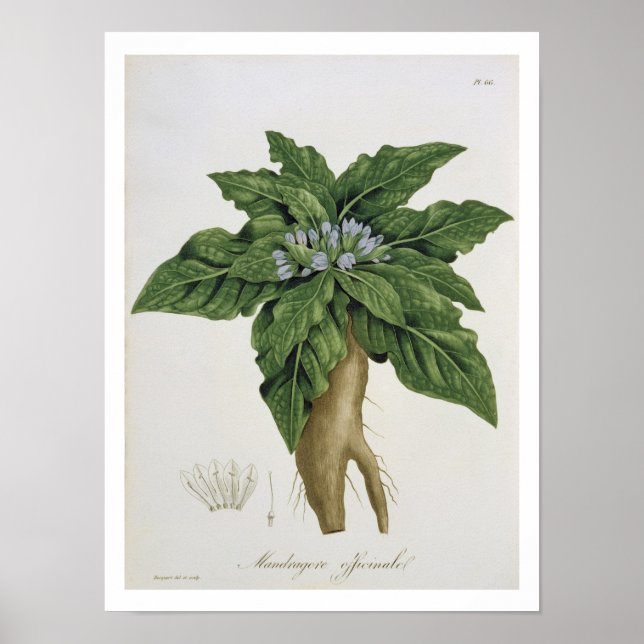 Mandragora Officinarum from 'Phytographie Medicale Poster (Front)