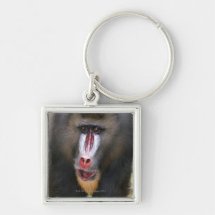 Mandril (Mandrillus sphinx) close up Key Ring