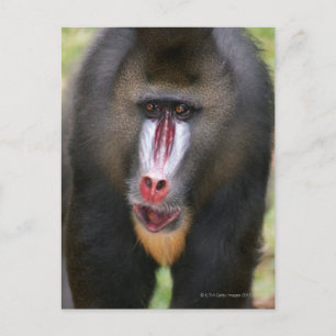 Mandril (Mandrillus sphinx) close up Postcard
