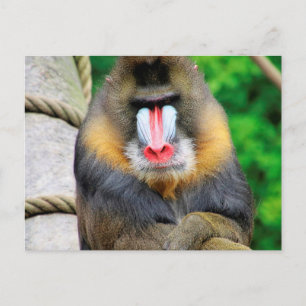 Mandrill 001 postcard