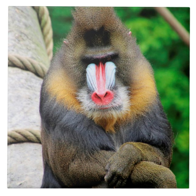 Mandrill 001 tile (Front)