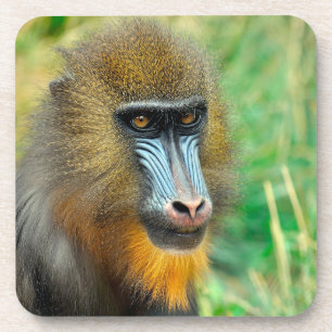 Mandrill 002 coaster