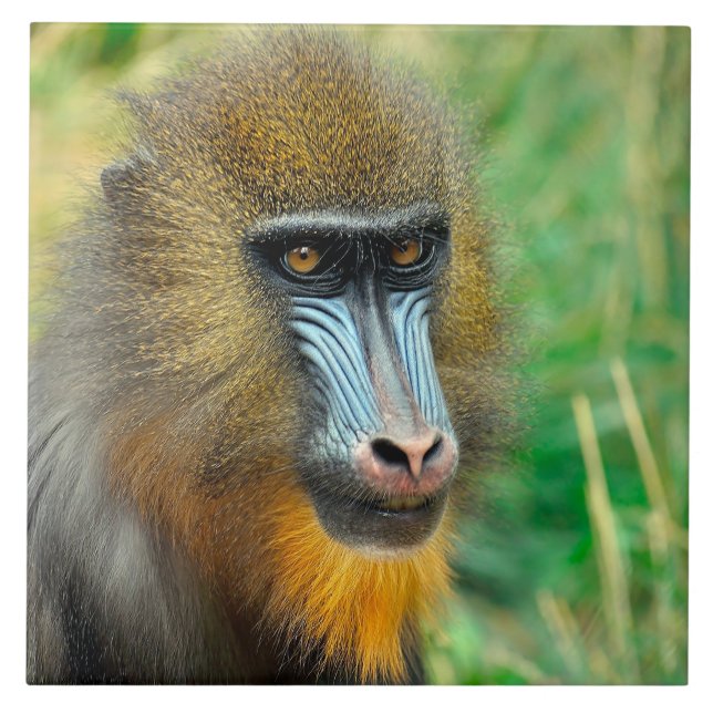 Mandrill 002 tile (Front)