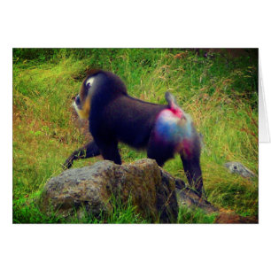 Mandrill #4 Card