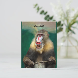 Mandrill, African Ape Postcard