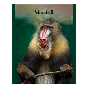 Mandrill, African Ape Poster
