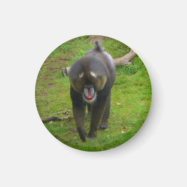 Mandrill Magnet (Front)