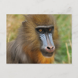 Mandrill Postcard