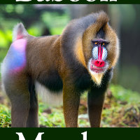 Mandrill Puzzle Portrait