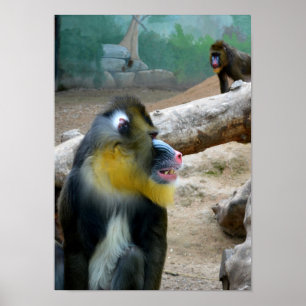 Mandrills Poster