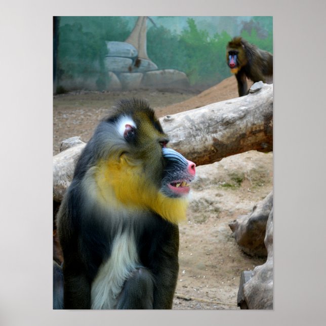 Mandrills Poster (Front)