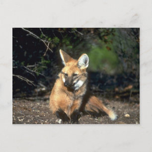 Maned Wolf lying down Postcard