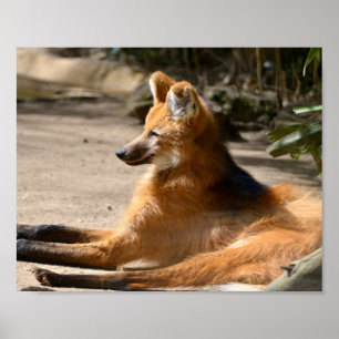 Maned Wolf lying on ground Poster