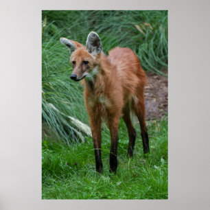 Maned Wolf Poster