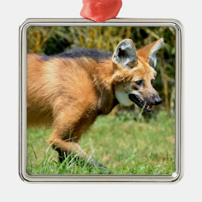 Maned Wolf walking in grass Metal Tree Decoration (Front)