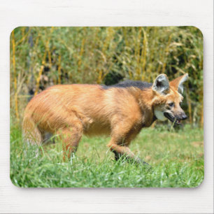 Maned Wolf walking in grass Mouse Mat