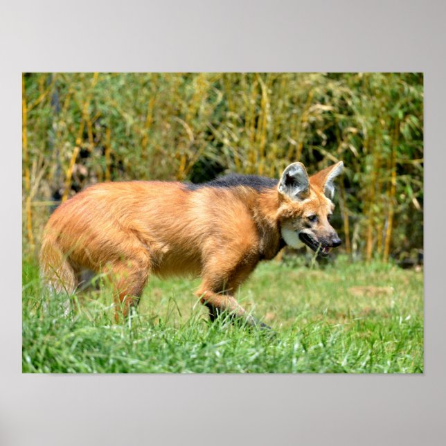 Maned Wolf walking in grass Poster (Front)