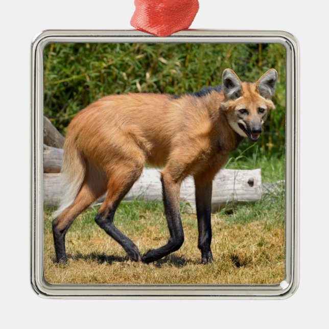 Maned Wolf walking on grass Metal Tree Decoration (Front)