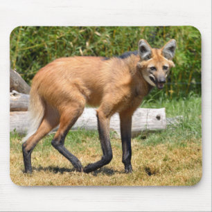 Maned Wolf walking on grass Mouse Mat