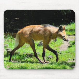 Maned Wolf walking on grass Mouse Mat