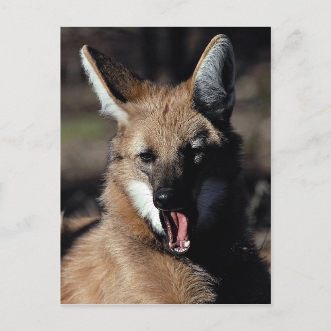 Maned wolf yawning postcard (Front)