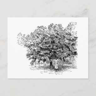 Mango Farmer Postcard