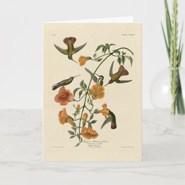 Mango Hummingbird from Audubon's Birds of America Card (Front)