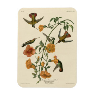 Mango Hummingbird from Audubon's Birds of America Magnet