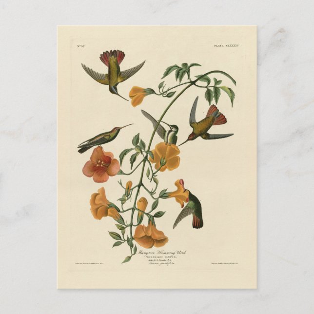 Mango Hummingbird from Audubon's Birds of America Postcard (Front)