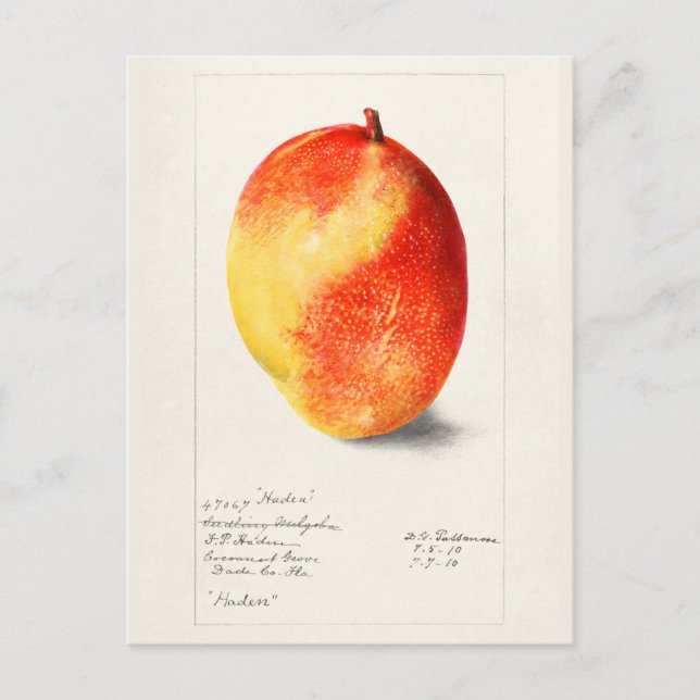 Mango (Mangifera Indica) Fruit Watercolor Painting Postcard (Front)