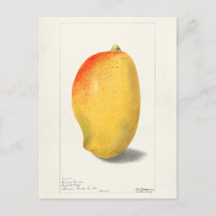 Mango (Mangifera Indica) Fruit Watercolor Painting Postcard