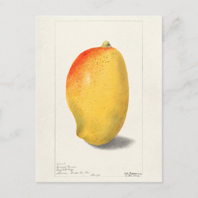 Mango (Mangifera Indica) Fruit Watercolor Painting Postcard (Front)