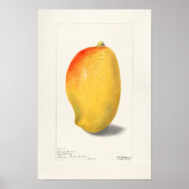 Mango (Mangifera Indica) Fruit Watercolor Painting Poster (Front)