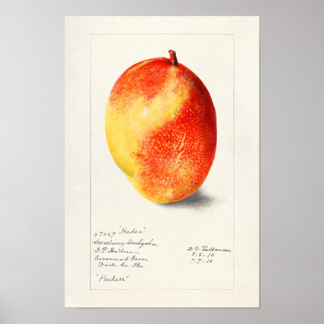 Mango (Mangifera Indica) Fruit Watercolor Painting Poster (Front)