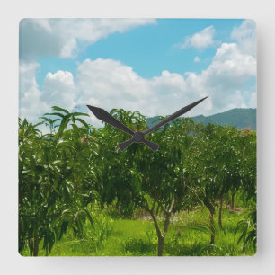 Mango Plantation Dambulla Sri Lanka Acrylic Wall Square Wall Clock