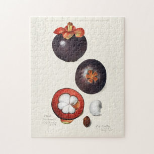 Mangosteens (Garcinia Mangostana) Fruit Painting Jigsaw Puzzle