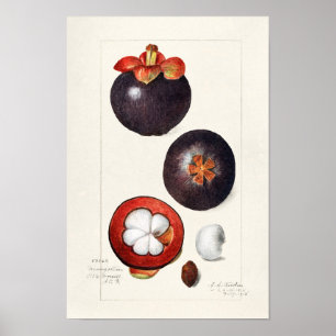 Mangosteens (Garcinia Mangostana) Fruit Painting Poster